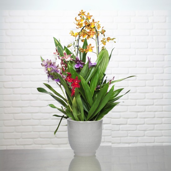 Orchideeëntuin 3