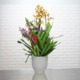 Orchideeëntuin 3