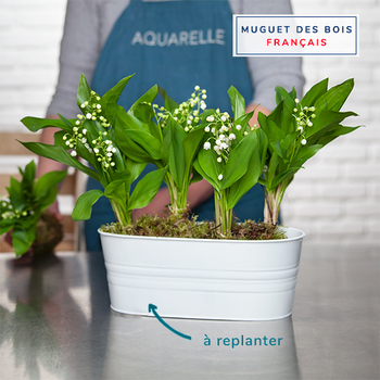  Marvellous Lily of the Valley