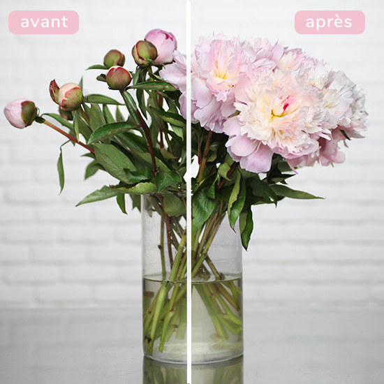 'Fleur de Pêcher' Peonies 3
