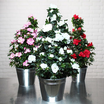 Fuchsia Pyramid Azalea