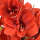 Red Amaryllis