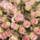 Lovely Jewel rozen