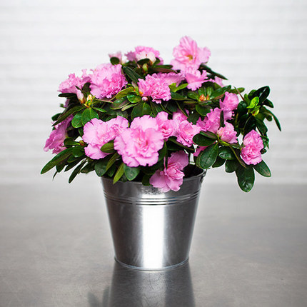 Roze Azalea