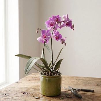 Pink butterfly orchid