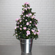 Roze pyramide Azalea