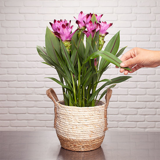 Sierlijke Curcuma