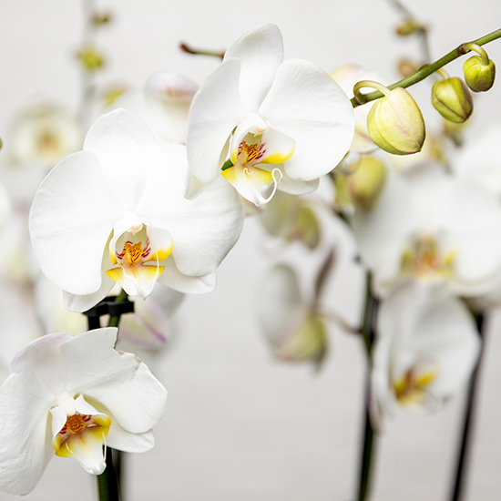 So Chic Luxurious white orchids 2