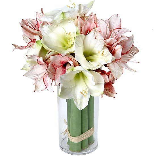 Send these red and white amaryllis