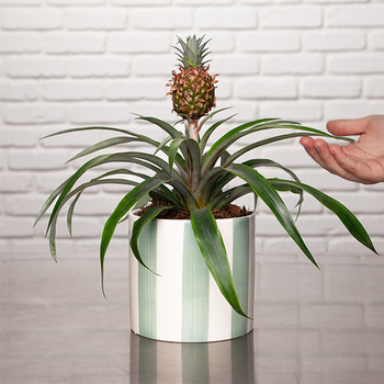 Ananas Rosita