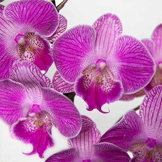  Bicolour Orchid 2