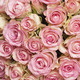 Lovely Jewel Roses