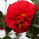 Een Camelia uit Japan