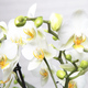 White sauvage orchid