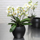 Wilde Witte Orchidee