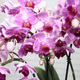 Wilde Roze Orchidee
