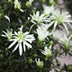 Rhododendron 'Magisnow'