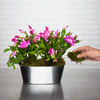 Vintage Orchid Cacti