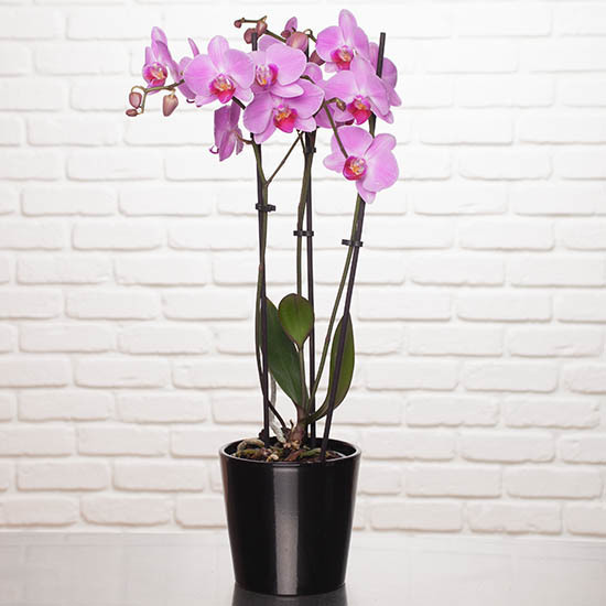 Vlinderorchidee 3