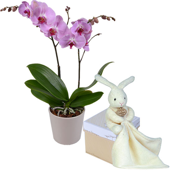 Orchidee phalaenopsis en pluchen konijn