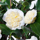 Witte Camelia