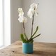 Witte Phalaenopsis