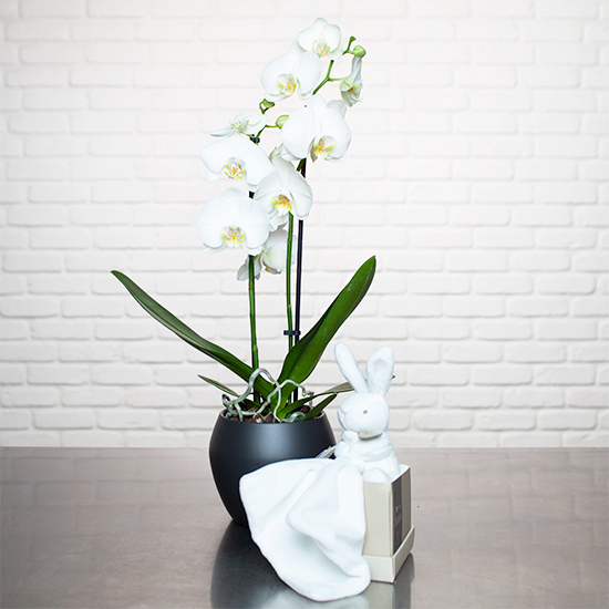 Witte Orchidee & pluchen konijn