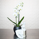 Witte Orchidee & pluchen konijn
