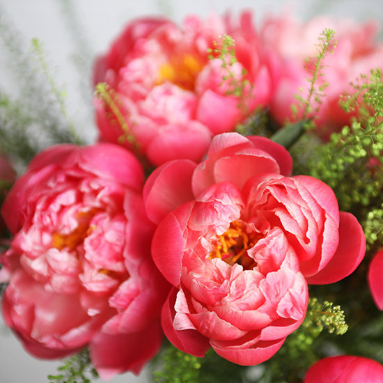 'Coral Charm' Pfingstrosen 2