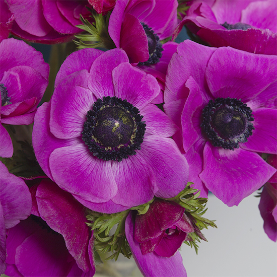 Außergewöhnliche Anemonen aus Frankreich 3