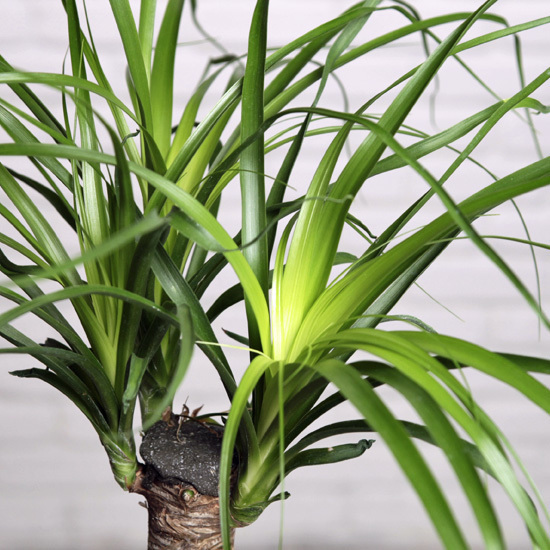 Elephant's Foot Palm 2