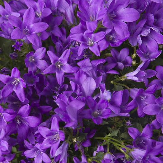 BLAUE GLOCKENBLUMEN 2