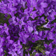 Blue Campanulas