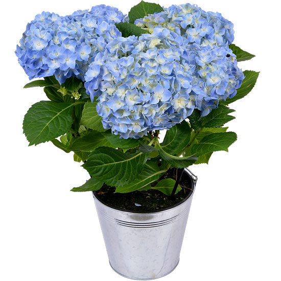 Blue Potted Hydrangea