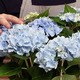 Blaue Hortensie in Topf