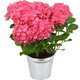 Red potted hydrangea