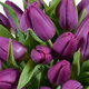 Boeket 'Purple Prince' tulpen
