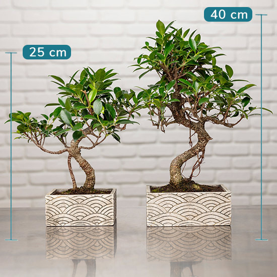 Bonsai und Schokolade geschenkt 2