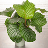 Calathea Orbifolia