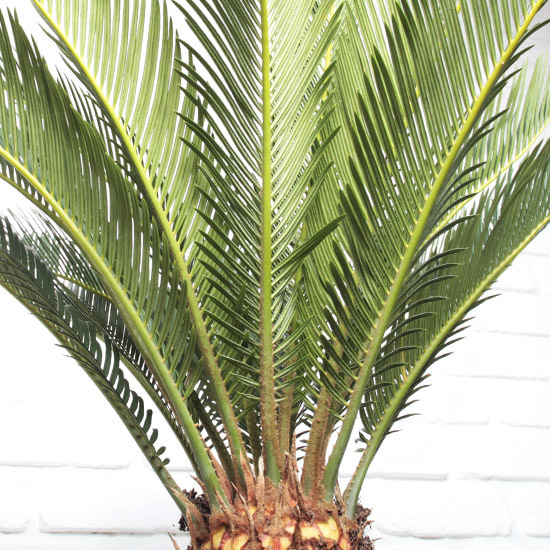 Japanese Cycas 2