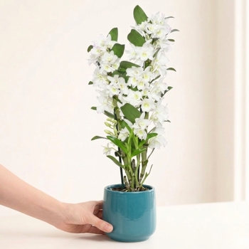 White dendrobium orchid