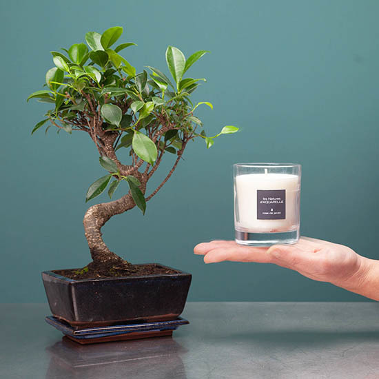 Bonsai and 190g scented candle