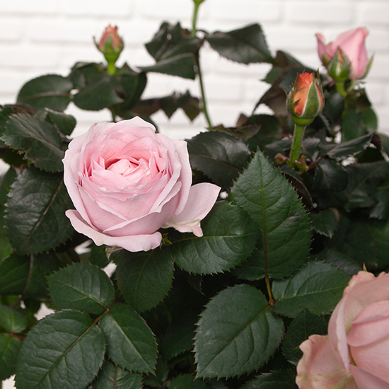 Potted Rosebush – Elegance and Floral Refinement 2