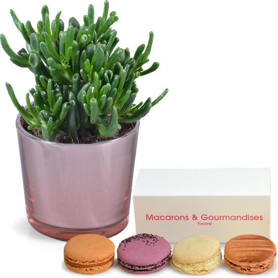Succulent plant and macaroons