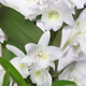 Elegante und originelle weiße Dendrobium Orchidee