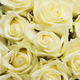 Bouquet of long-stemmed white roses