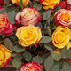 Fabulous Long-Stemmed Roses