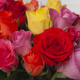 farbvolle Rosen