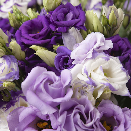 Feiner Lisianthus 2