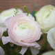 Generous Ranunculus from the South